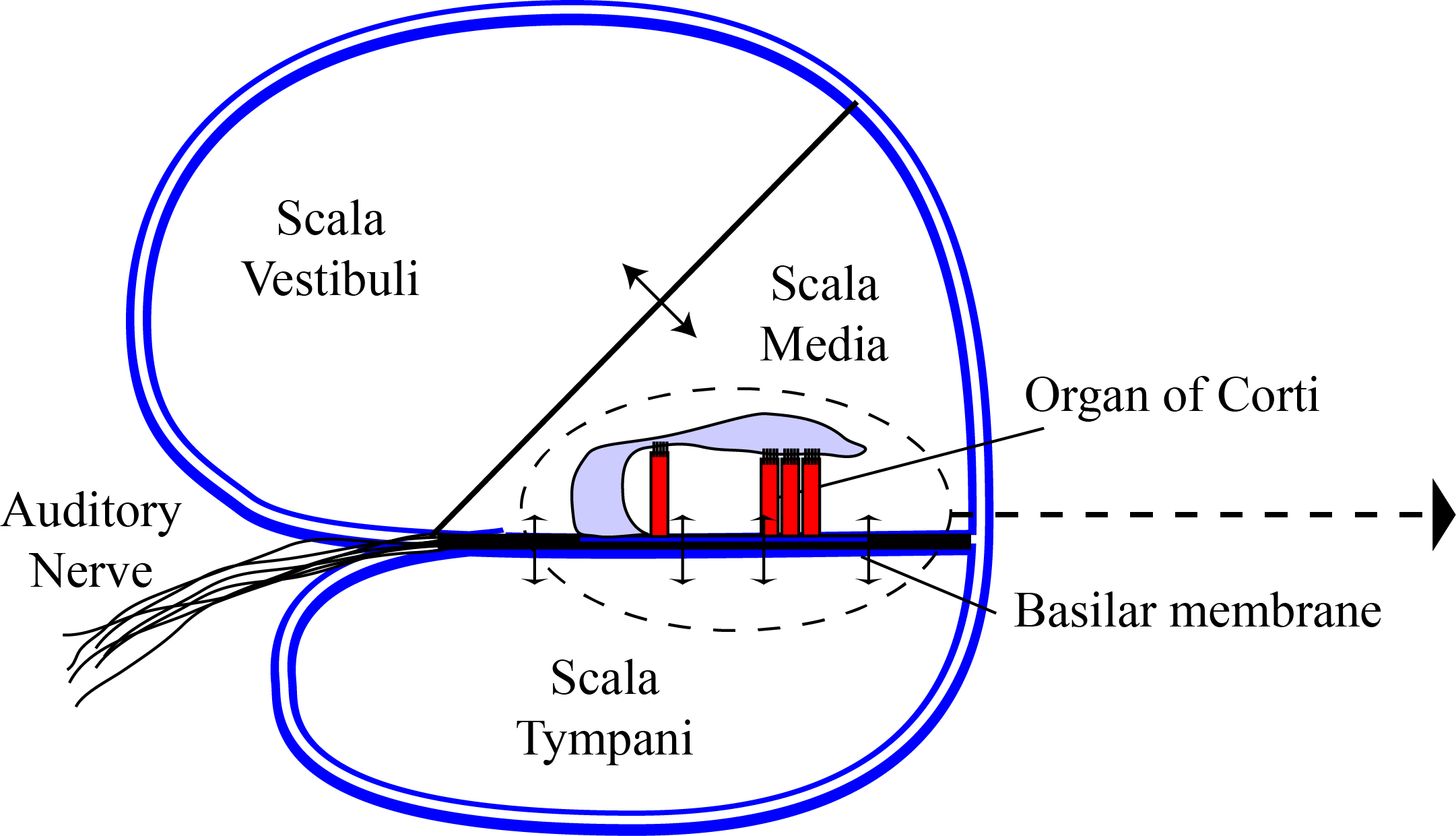 cochlea cross section